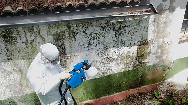 Top rated local Basement Mold Removal specialists in Ashland, OR
